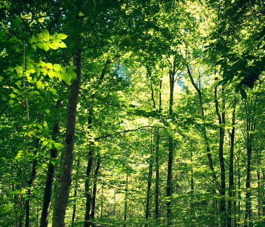 Wood - Species