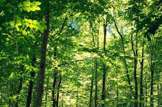 Wood - Species